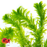 Egeria Densa